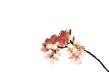 Sakura dalı beyaz bir arka planda izole edildi. Yakın plan..