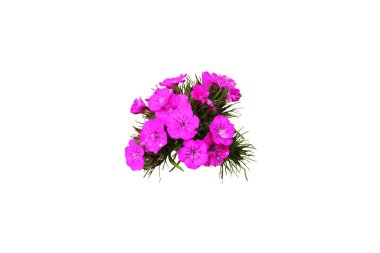 Pembe Türk karanfili beyaz arka planda izole edilmiş. Yakın plan..