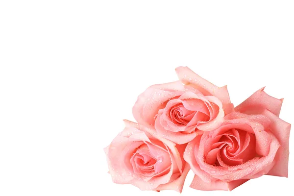 Рожеві Троянди Ізольовані Білому Тлі Крупним Планом — стокове фото