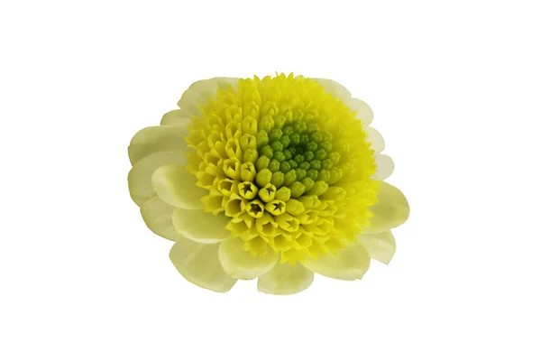 黄色的花朵在白色的背景上被隔离 顶部视图 — 图库照片