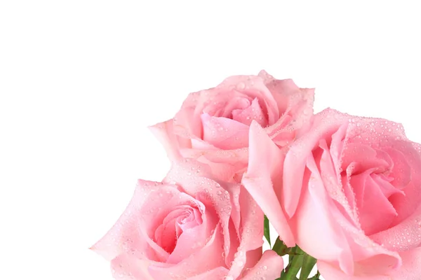 Рожеві Троянди Ізольовані Білому Тлі Крупним Планом Вид Зверху — стокове фото