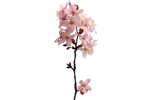 Sakura filizi beyaz bir arka planda izole edildi. Yakın plan..