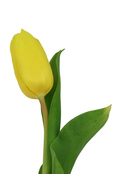 Tulipe Jaune Isolée Sur Fond Blanc Gros Plan — Photo