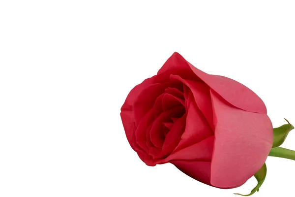 Rote Rose Vereinzelt Auf Weißem Hintergrund Nahaufnahme — Stockfoto