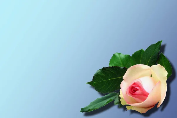 Rose Flower Isolated Blue Gradient Background Shadow Place — Stock Photo, Image
