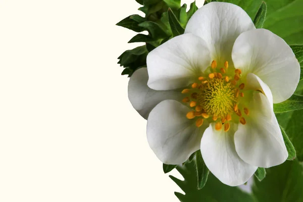 White Strawberry Flower Leaves Close Isolated White Background — Stock Photo, Image