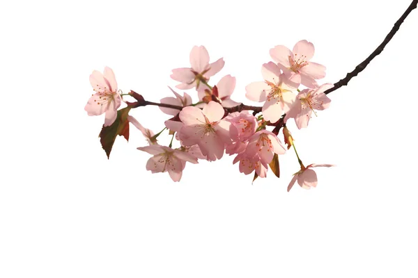 Sakura dalı beyaz bir arka planda izole edildi. Yakın plan..