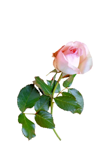 Rose Isolated White Background — Stock Photo, Image