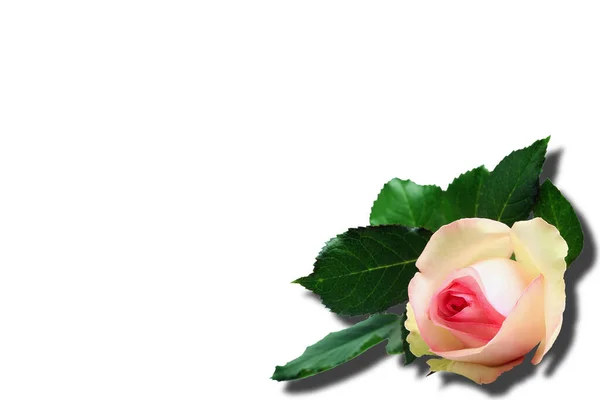Квітка Троянди Ізольована Білому Тлі Тіні — стокове фото