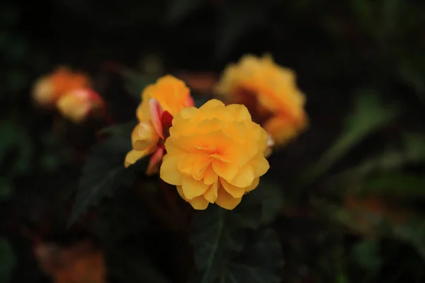 Yellow Flowers Blurred Background Close — Stock Photo, Image