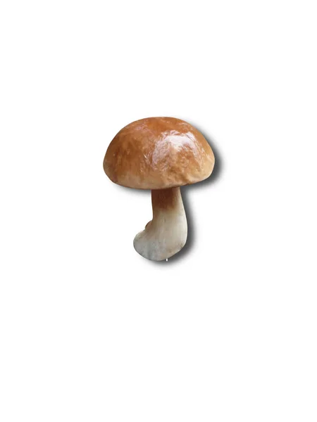 Boletus Edulis Izolowany Białym Tle Zbliżenie — Zdjęcie stockowe