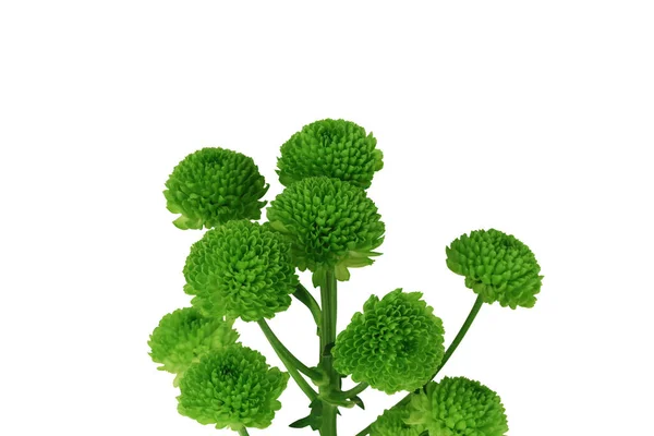 Fleurs Chrysanthème Vert Isolées Sur Fond Blanc Gros Plan — Photo