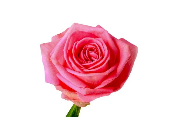 Czerwona Róża Odizolowana Białym Tle Zbliżenie — Zdjęcie stockowe