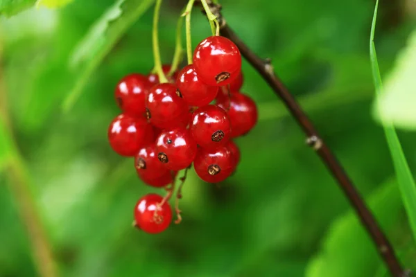 Rametto Ribes Rosso Sfondo Sfocato Primo Piano — Foto Stock