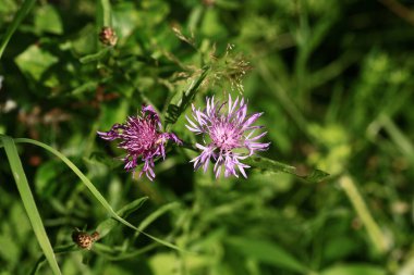 Çiçek bahçedir. Yakın plan. Bulanık arkaplan.
