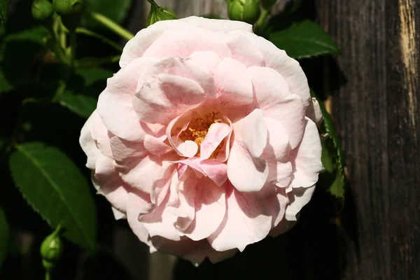 ピンクの庭が立ち上がった 背景がぼやけている クローズアップ トップビュー — ストック写真