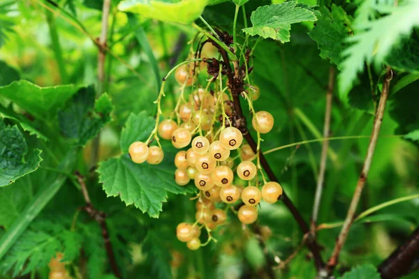 Ribes Bianco Sfondo Verde Sfocato Primo Piano Vista Dall Alto — Foto Stock