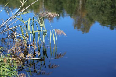Forest Gölü. Güzel arka plan. Yakın plan..