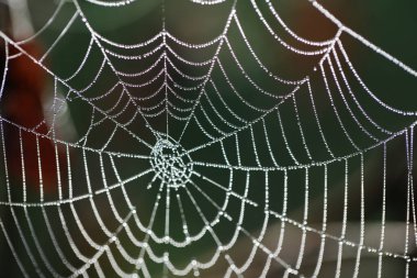 Çiy damlalı örümcek ağı. Arka plan bulanık. Yakın plan..