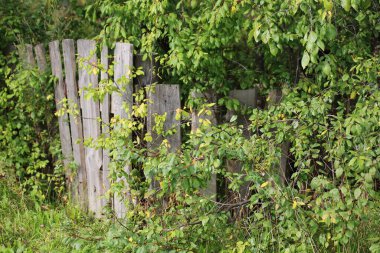 Güzel arka plan. Eski bir çitin arkasında terk edilmiş bir meyve bahçesi. Yakın plan..