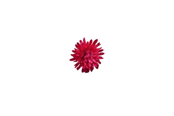 Flor Vermelha Isolada Sobre Fundo Branco Close Vista Superior — Fotografia de Stock