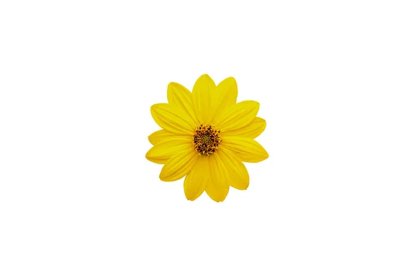 Jesienny Żółty Kwiat Izolowany Białym Tle Zbliżenie Widok Góry — Zdjęcie stockowe