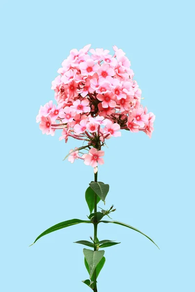 Hermosas Flores Hydrangea Rosa Aislado Sobre Fondo Azul Primer Plano — Foto de Stock