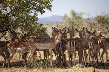Bir arada duran yay gülü sürüsü 