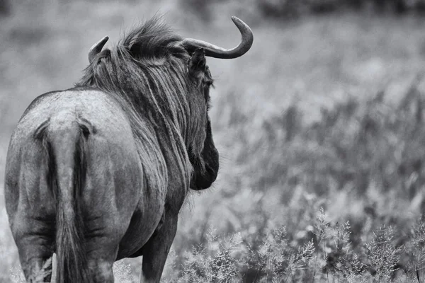 Black and white male wildebeest standing along