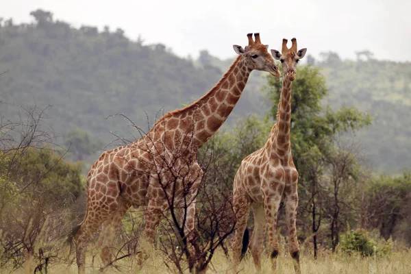 Два Жирафи Стоять Разом Біля Дерев — стокове фото