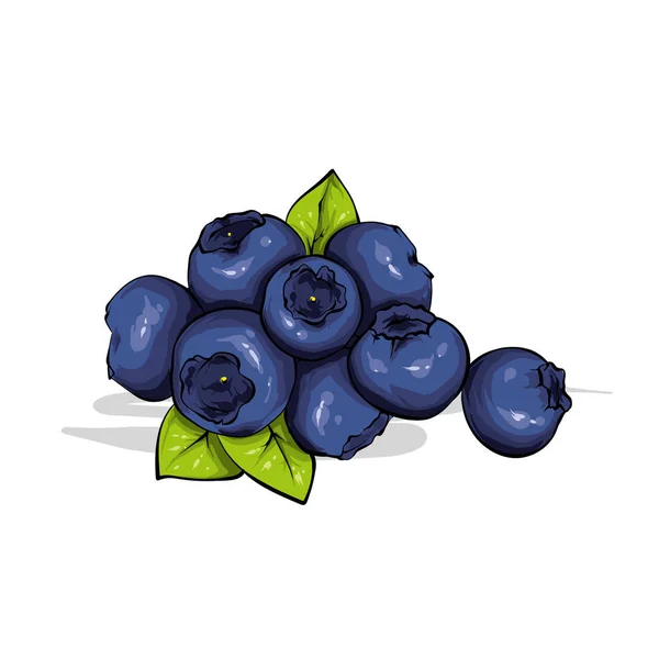 美丽成熟的蓝莓 向量例证 浆果和水果 — 图库矢量图片