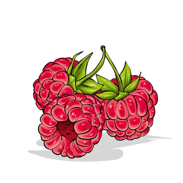 Belle Framboise Mûre Illustration Vectorielle Baies Fruits Été — Image vectorielle