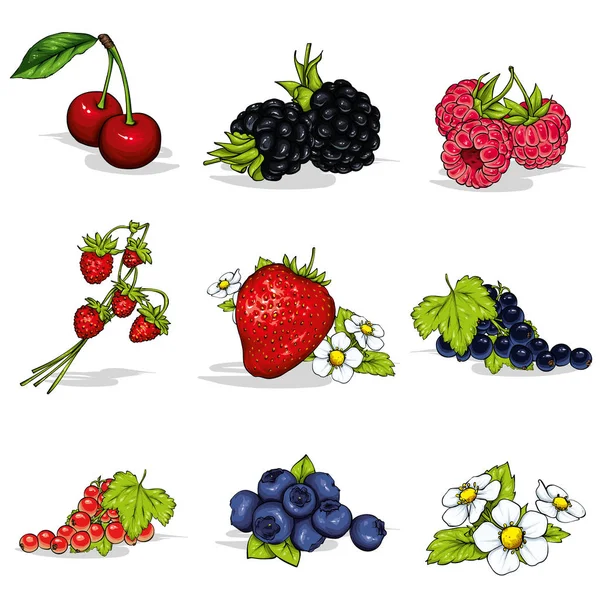 Conjunto Hermosas Bayas Maduras Verano Ilustración Vectorial Bayas Frutas Verano — Vector de stock