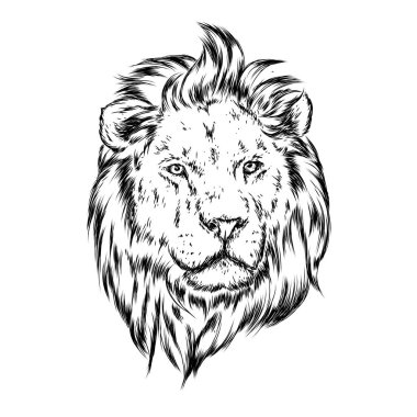 Güzel bir aslan. Yırtıcı hayvan. Vektör çizim kartpostal veya poster, elbise veya sırt çantası için yazdırma için.
