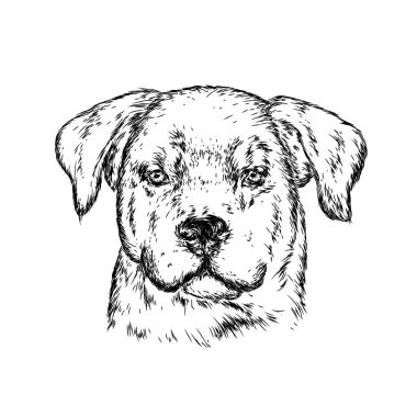 Bir köpek ya da köpek yavrusu portresi. Vektör çizim için tebrik kartı veya poster, elbiselere yazdırma.