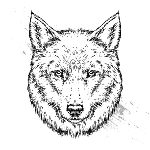 Прекрасный Волк Собака Векторная Иллюстрация Открытки Отпечаток Одежде Мода Стиль — стоковый вектор