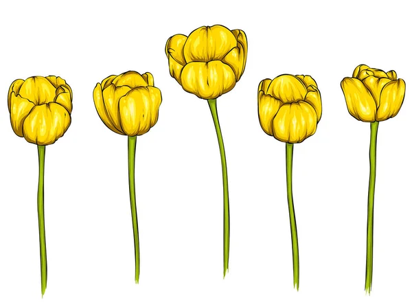 Realistische Vektor Tulpen Set Keine Spur Der Rohling Für Ihr — Stockvektor
