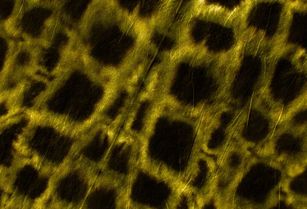 Timsah derili Hayvan Kalıbı.