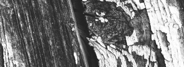 Gri Çatlak Ahşap. Boyalı Ağaç Yüzeyi. Gri 