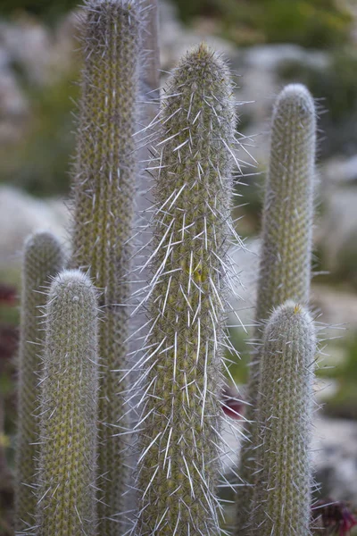 Kaktusy Zewnątrz Kaktusowym Parku Ajia Napa Cypr — Zdjęcie stockowe