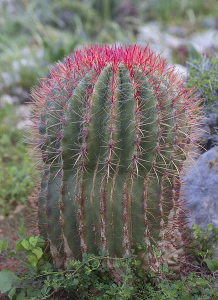 Cactussen Buitenshuis Cactus Park Ayia Napa Cyprus — Stockfoto