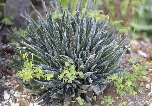 Aloe Vera Bitki Kıbrıs Adası Doğal Koşullarda Büyüyen — Stok fotoğraf