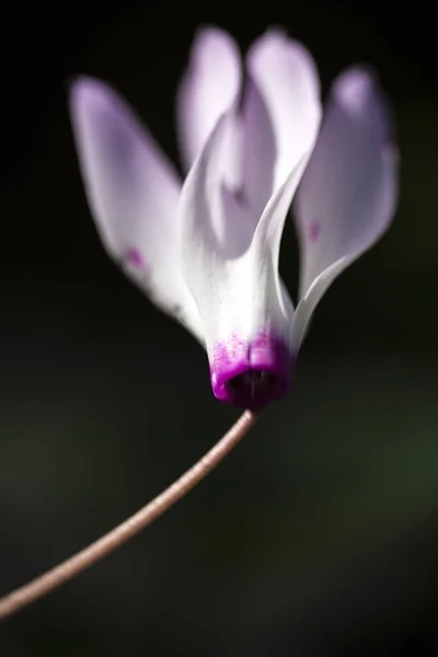 Cyclamen Plant Groeit Natuurlijke Omstandigheden Het Eiland Cyprus — Stockfoto