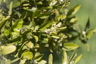 çiçek yumurtalık tarihinde Kıbrıs Bahar Dalı bahçeleri ile portakal ağacı
