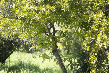 çiçek yumurtalık tarihinde Kıbrıs Bahar Dalı bahçeleri ile portakal ağacı
