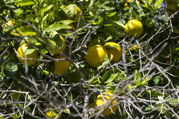 Dojrzewanie Owoców Grejpfrutowych Odgałęzieniu Wiosną Ogrodach Cypru — Zdjęcie stockowe
