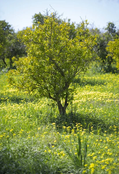 orange tree with flower ovary on a branch in the gardens of cyprus in spring