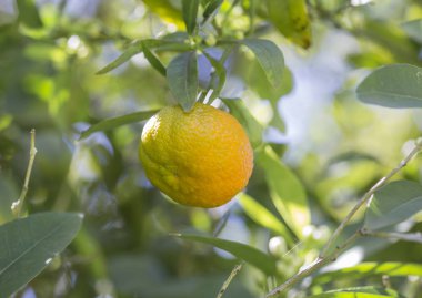 Mandalina bir ağaç üzerinde büyüyen, İlkbahar, Mandarin bahçeleri