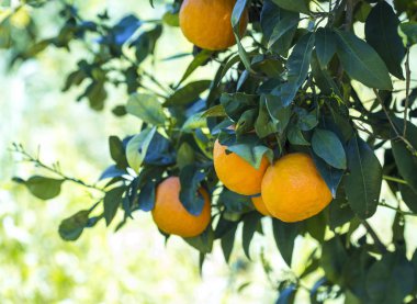 Mandalina bir ağaç üzerinde büyüyen, İlkbahar, Mandarin bahçeleri