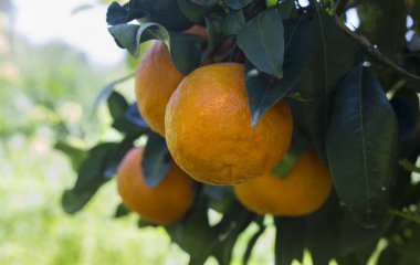 Mandalina bir ağaç üzerinde büyüyen, İlkbahar, Mandarin bahçeleri